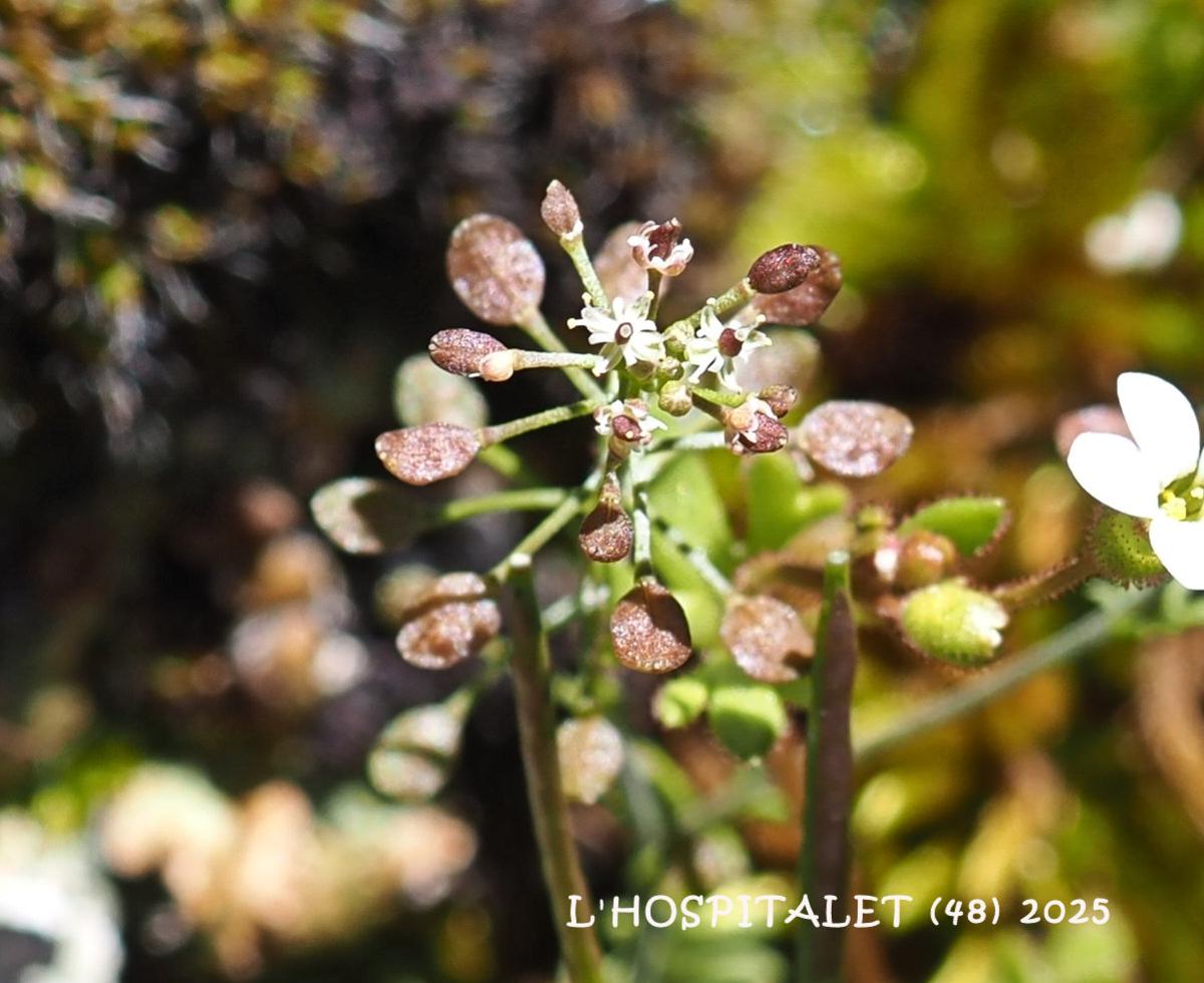 Chamois cress, Rock fruit